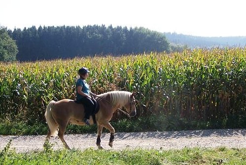 Horse Riding Horse Riding